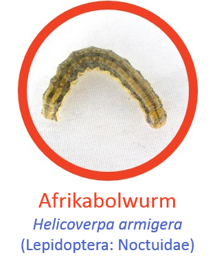 Bollworm1.png
