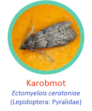 Carob moth1.png