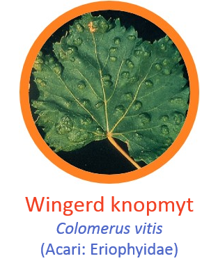 Grapevine bud mite1.png