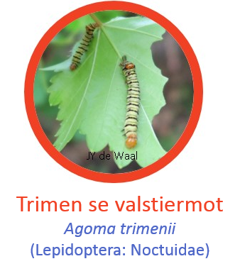 Valstiermot.png