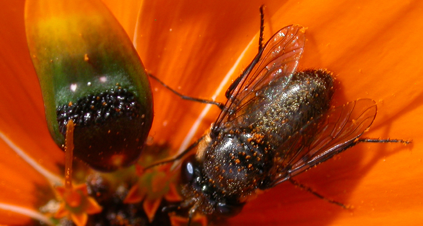 3. Fly (right) alongside fake lady fly (left) for comparison. Credit_A.Ellis.jpg