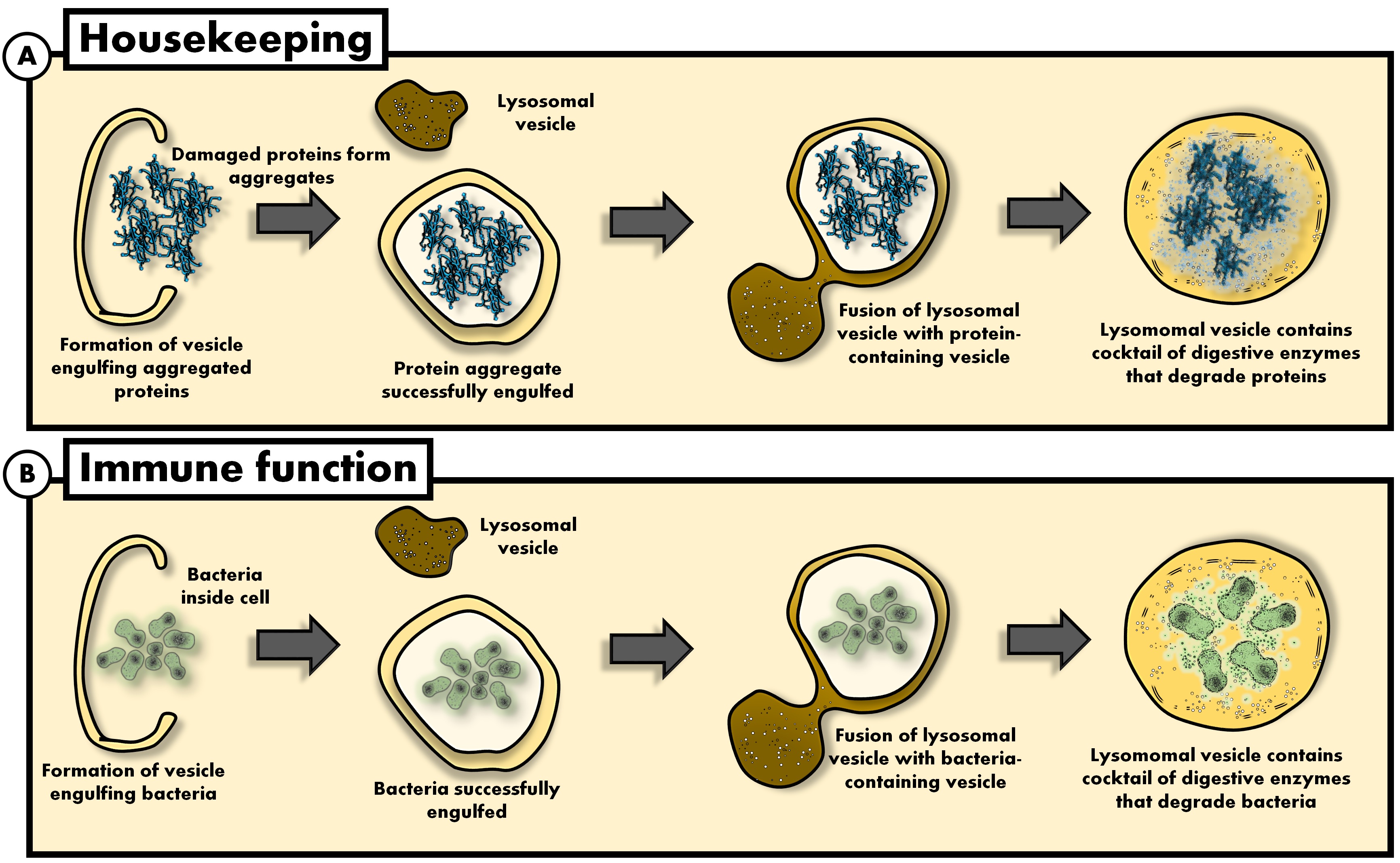 Figure 1 Autophagy.jpg