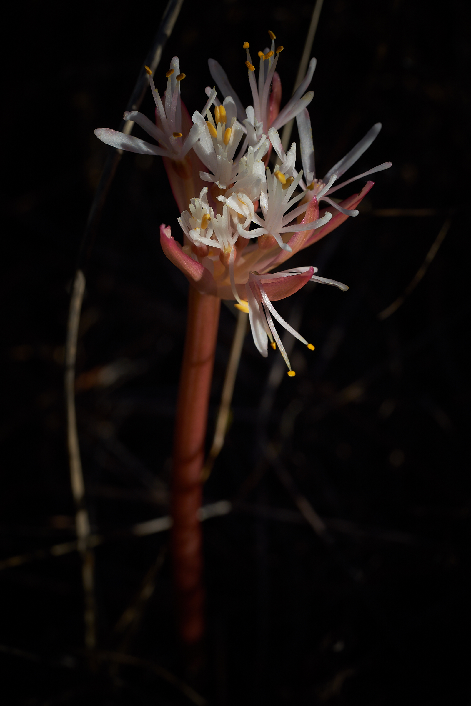 Haemanthus pumilio, Duthie Nature Reserve.jpg