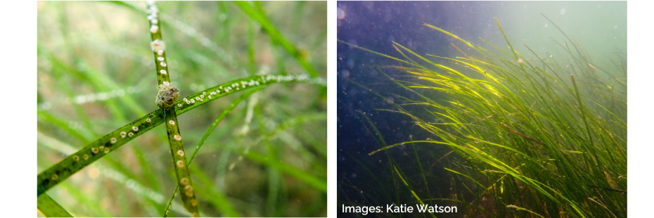 Seagrass_banner.png
