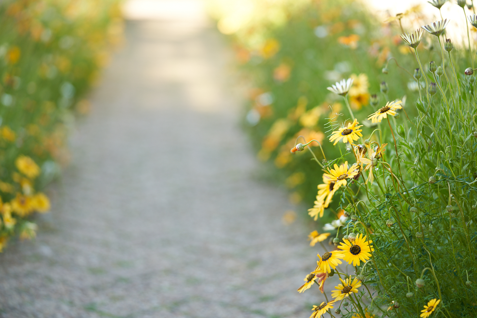 Spring Cape daisies between the glasshouses _DK_4249.jpg