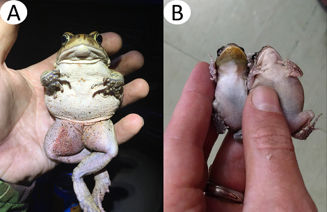 Toads from Mauritius_small.png