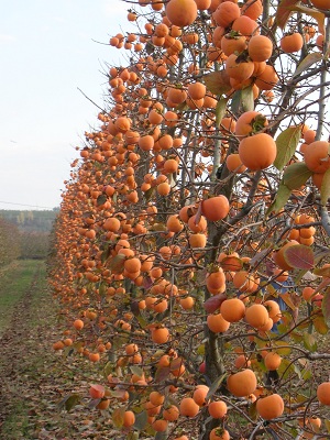 Horticultural Sciences