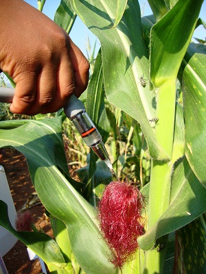 Plant Pathology