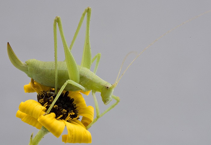 Tettigoniids Brinckiella mauerbergerorum_Piotr1_Colour.jpg