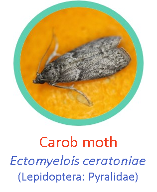 Carob moth1.png