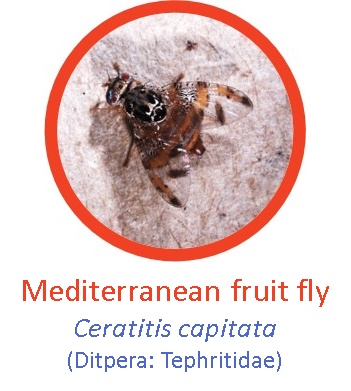 Medfly1.png
