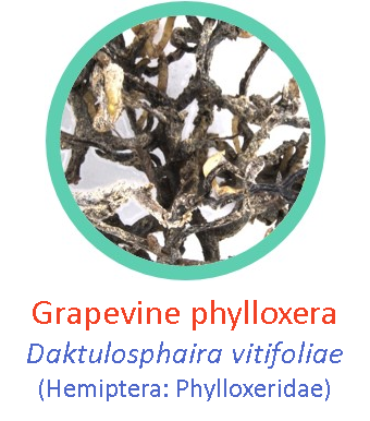 Phylloxera1.png