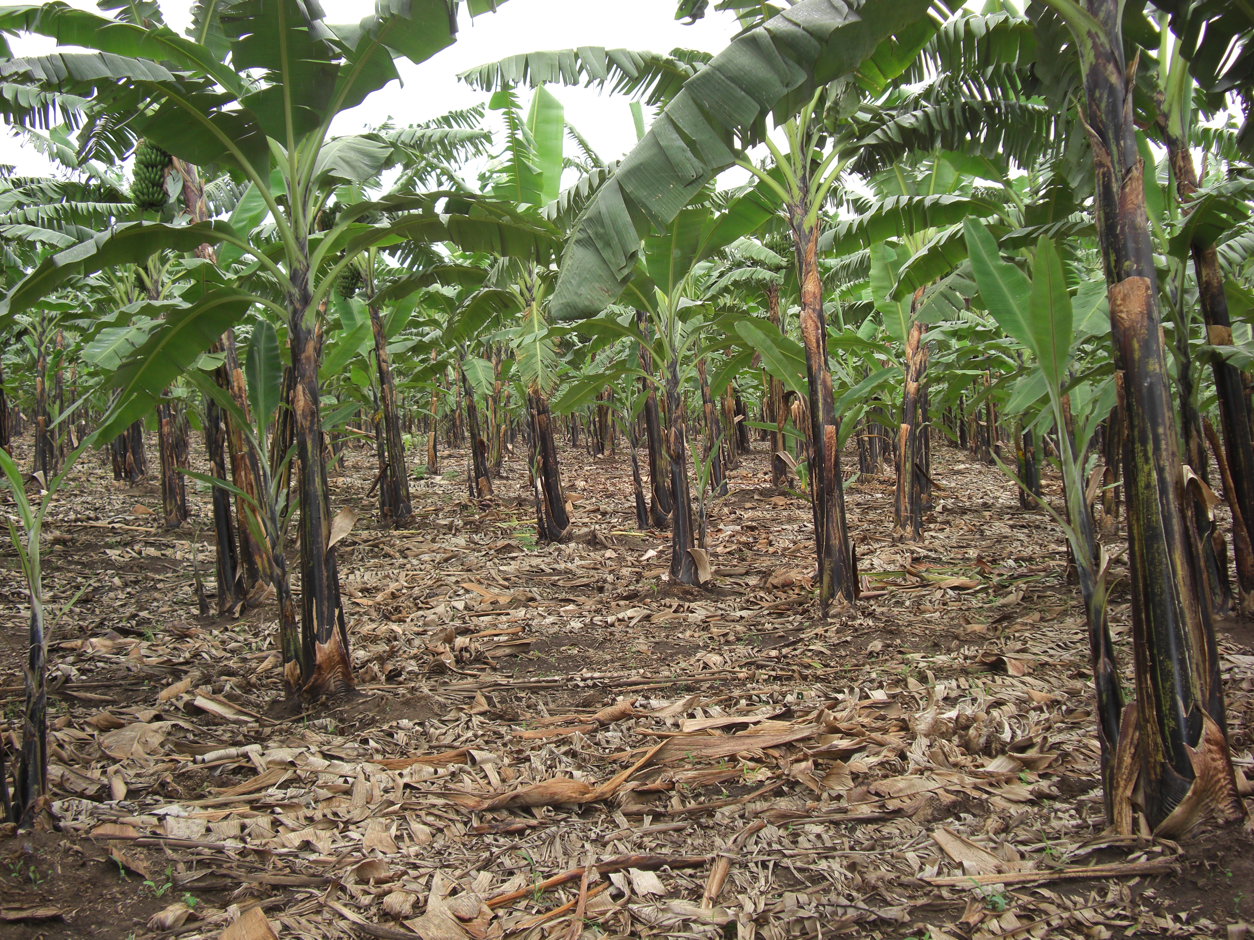 Eldad's own banana garden.JPG