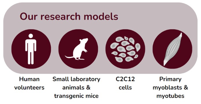Research Models.jpg