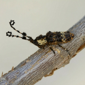 Cloniocerus kraussi Addison 300x300.jpg