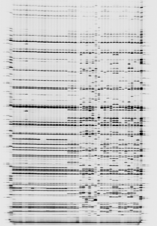 AFLP analysis of Foc strains.png