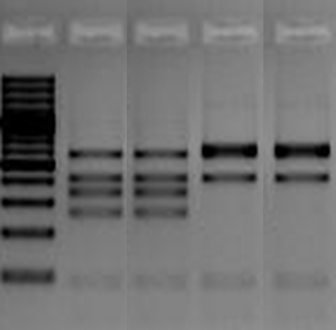 RFLP analysis of Foc strains for separation into lineages.png