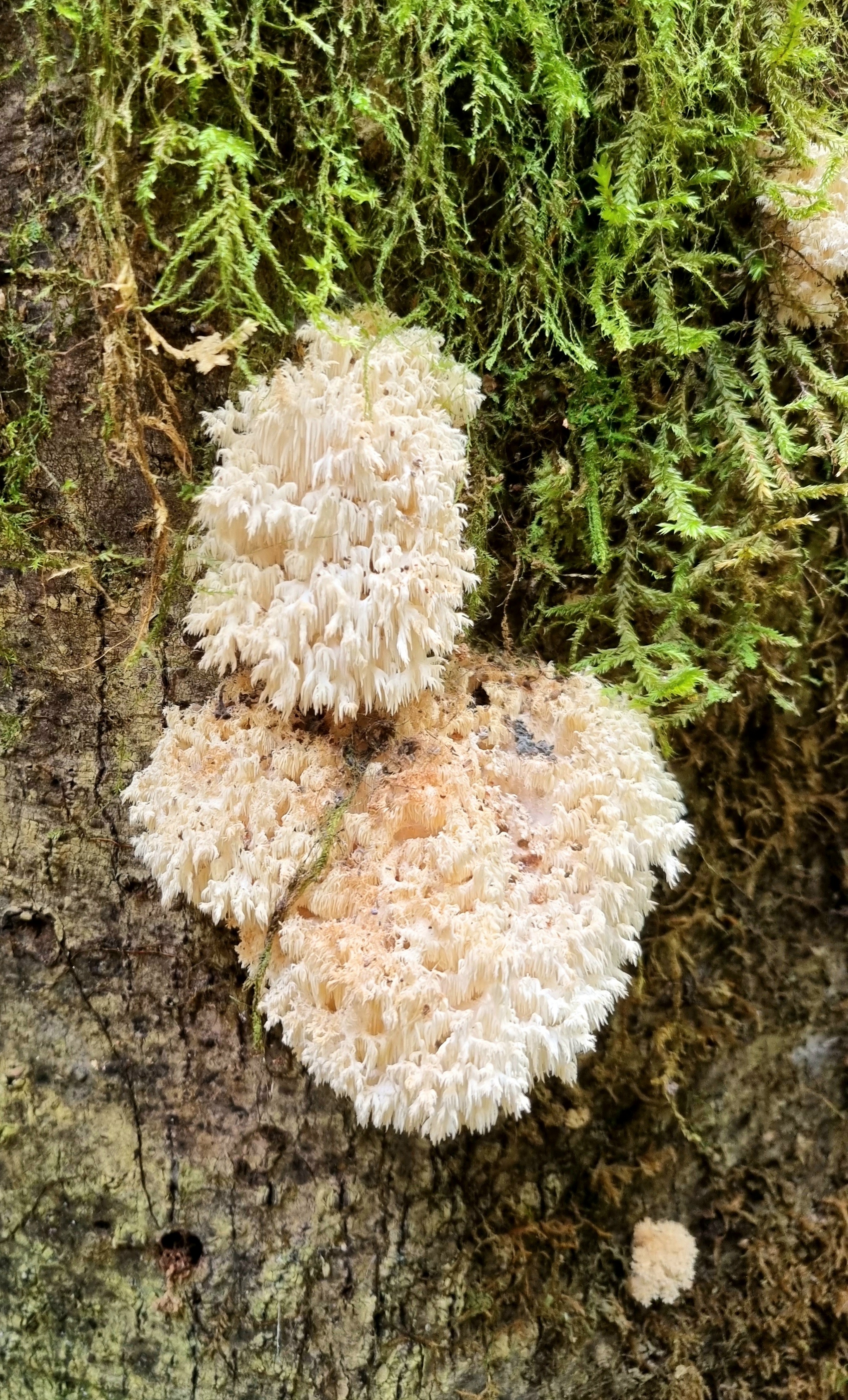 Hericium fruiting bodies on tree.jpg