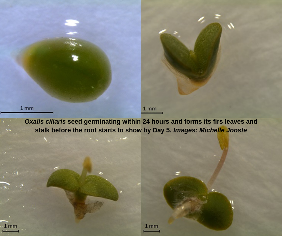 Oxalis germination_Facebook.png