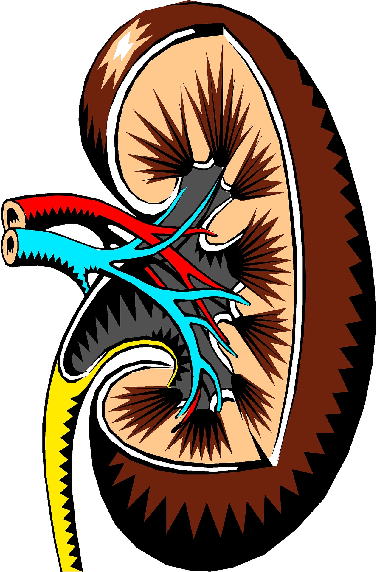 kidney-2183443_1920.jpg