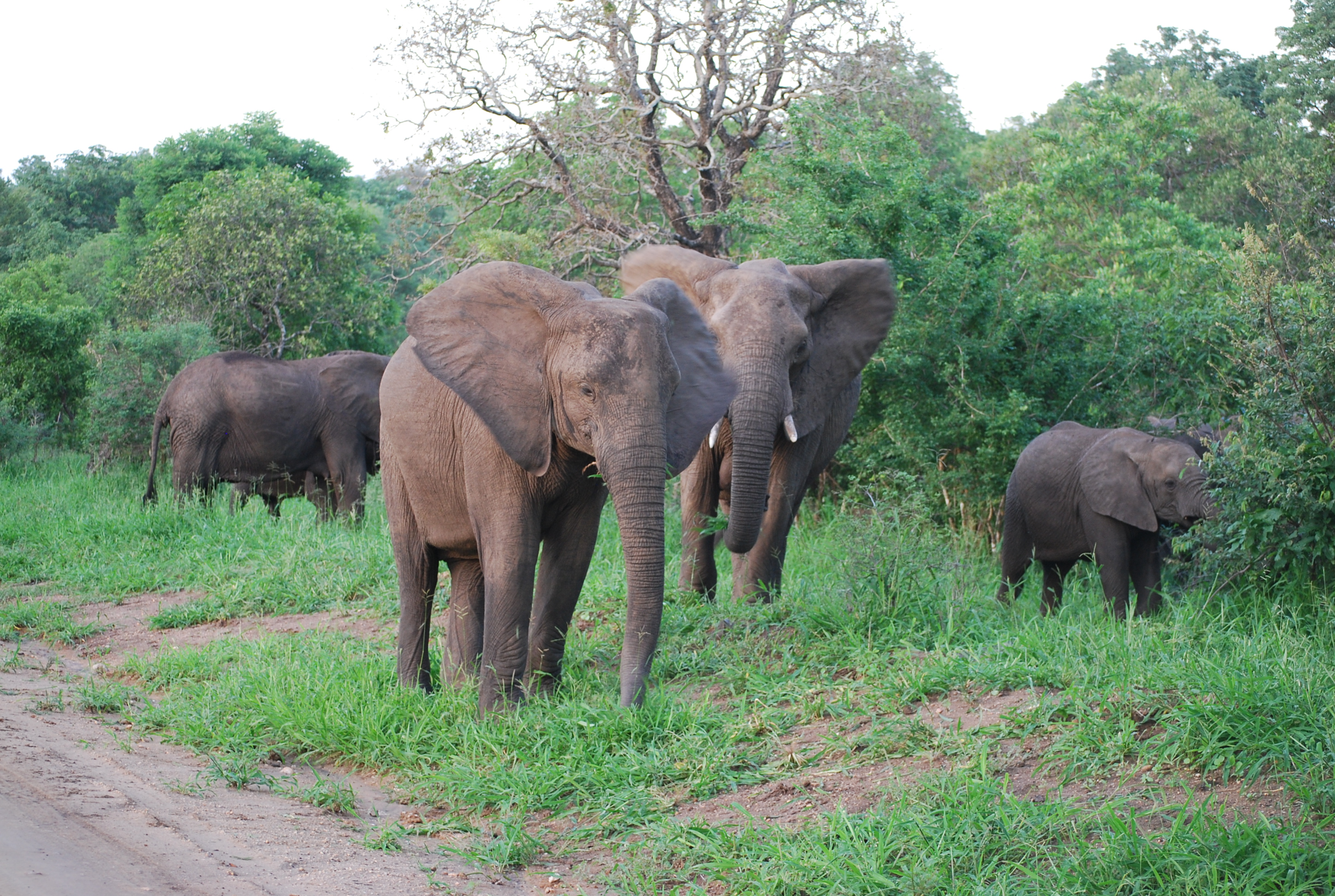 A young breeding herd of elephants majete Wildlife Reserve Malawi.JPG