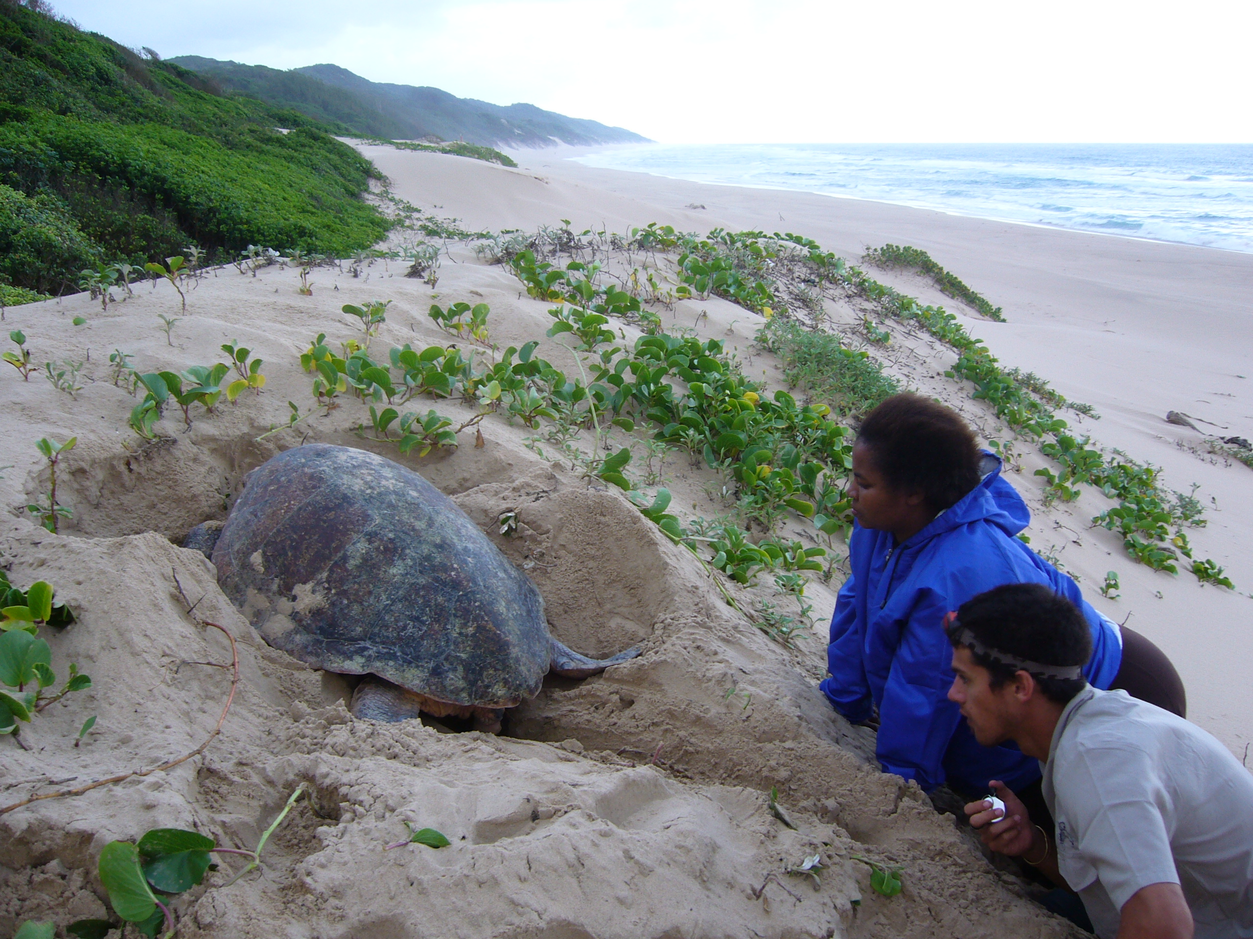 MSc student Chris Boyes counting sea turtle eggs with support from a member of the nearby community.JPG