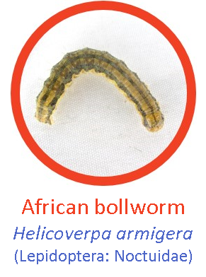 Bollworm1.png