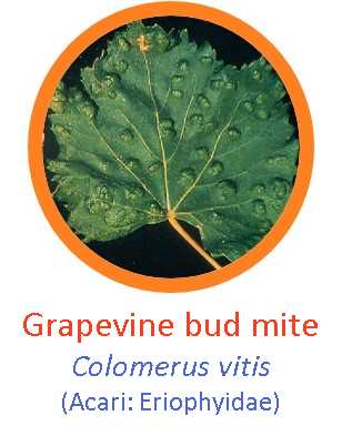 Grapevine bud mite1.png