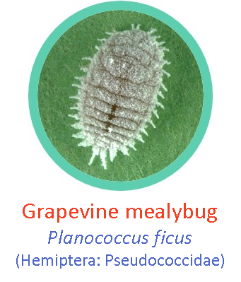 Grapevine mealybug1.png