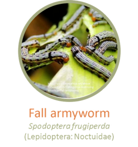 Fall armyworm 2.png