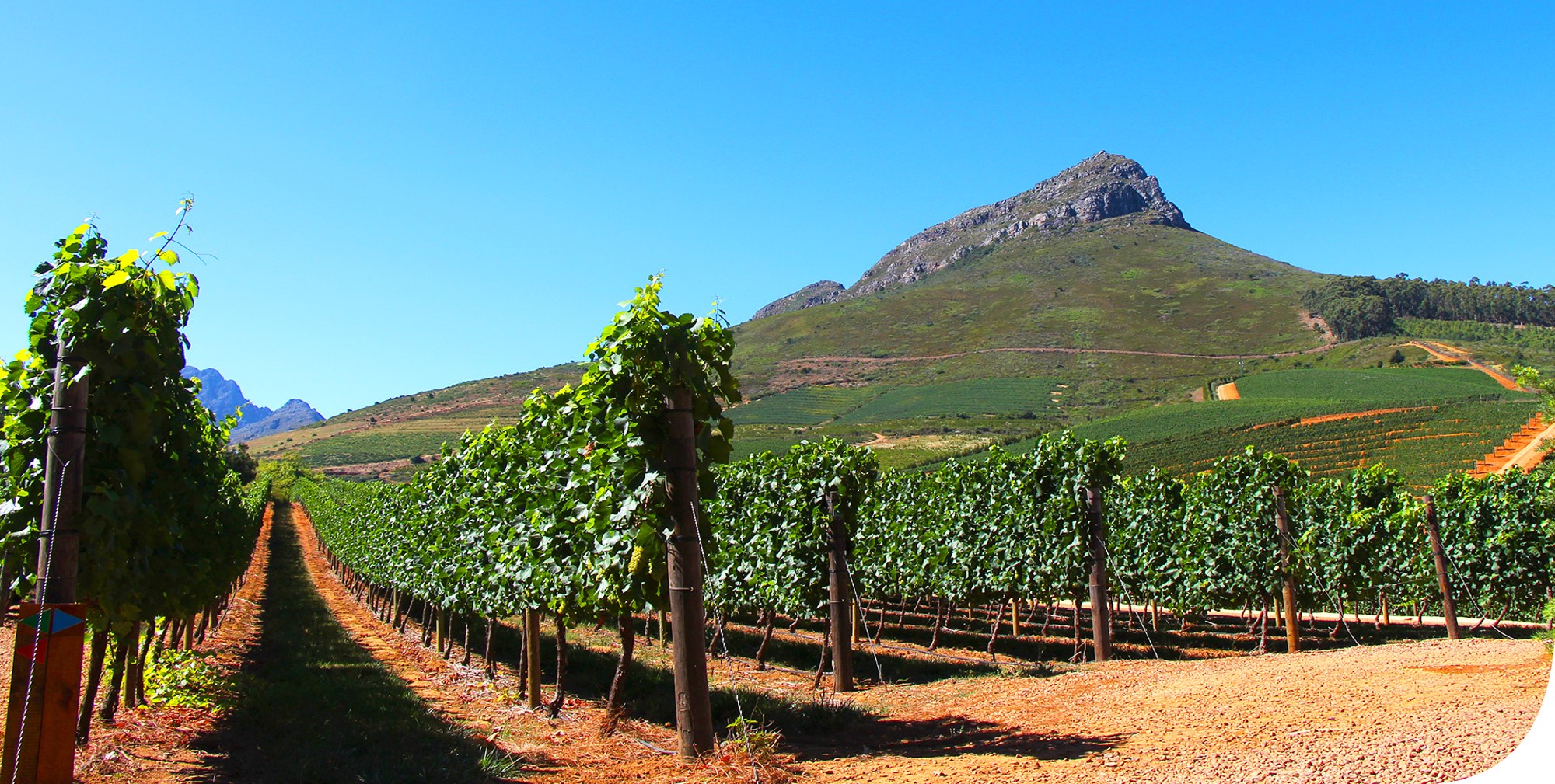 Stellies Wine.jpg
