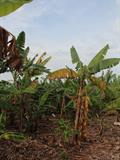 Foc Race 1 source for ABB and AAB bananas in Uganda.JPG