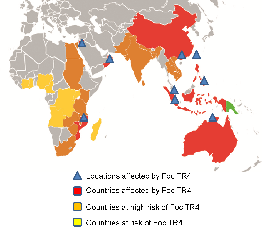 Global distribution of Foc TR4.png