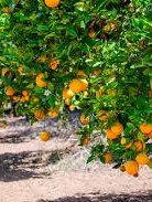 Citrus.jpg