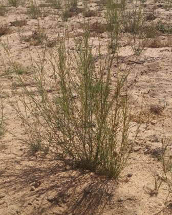 rooibos N cape (336x420).jpg