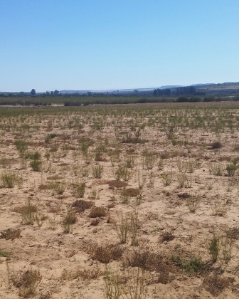 rooibos field n cape (336x420).jpg