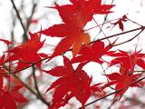 maple_leaves_autumn_00184.jpg