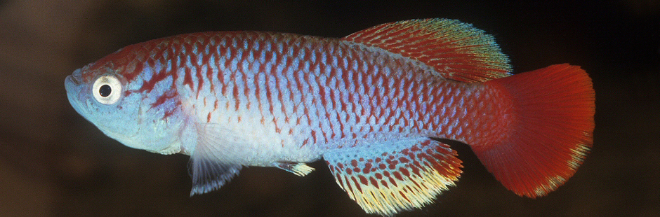 Attenborough's Killifish – Serengeti's new Conservation Flagship