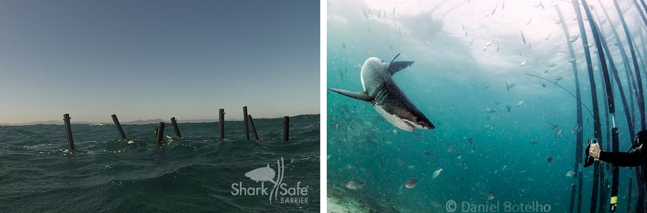 News - Sharksafe Barrier™ to compete in Innovation