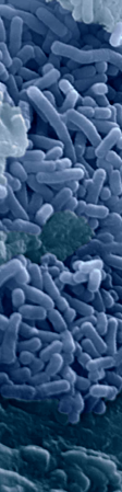 lactobacillus.png