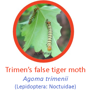 Trimen's false tiger moth1.png